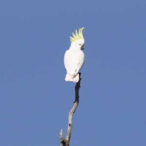 Cacatua galerita at Michelago, NSW - 4 Aug 2019 11:28 AM