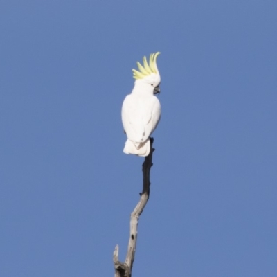 Cacatua galerita (Sulphur-crested Cockatoo) at Illilanga & Baroona - 4 Aug 2019 by Illilanga