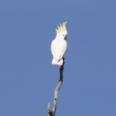 Cacatua galerita (Sulphur-crested Cockatoo) at Michelago, NSW - 4 Aug 2019 by Illilanga