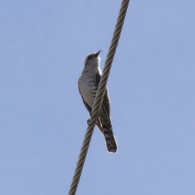 Chrysococcyx basalis (Horsfield's Bronze-Cuckoo) at Illilanga & Baroona - 16 Dec 2017 by Illilanga