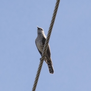 Chrysococcyx basalis at Michelago, NSW - 17 Dec 2017 09:11 AM