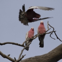 Eolophus roseicapilla (Galah) at Illilanga & Baroona - 4 Aug 2019 by Illilanga