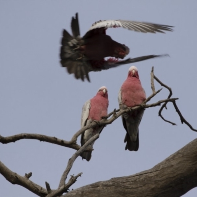 Eolophus roseicapilla (Galah) at Michelago, NSW - 4 Aug 2019 by Illilanga