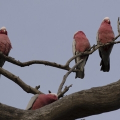 Eolophus roseicapilla at Michelago, NSW - 4 Aug 2019