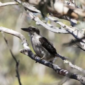 Dacelo novaeguineae at Michelago, NSW - 12 Jan 2019 08:41 AM