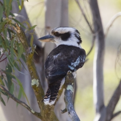 Dacelo novaeguineae (Laughing Kookaburra) at Illilanga & Baroona - 23 Nov 2014 by Illilanga