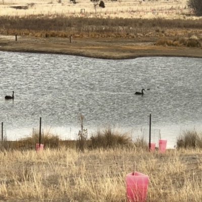 Cygnus atratus (Black Swan) at Michelago, NSW - 28 Jul 2018 by Illilanga