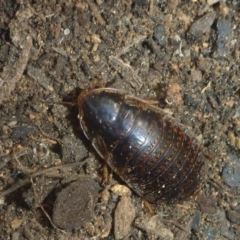 Calolampra sp. (genus) (Bark cockroach) at Aranda, ACT - 17 Mar 2014 by JanetRussell
