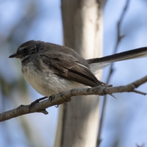 Rhipidura albiscapa at Michelago, NSW - 11 Feb 2018 09:21 AM