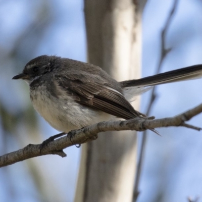 Rhipidura albiscapa (Grey Fantail) at Michelago, NSW - 10 Feb 2018 by Illilanga