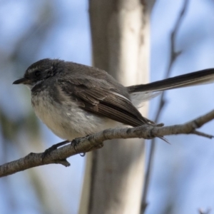 Rhipidura albiscapa at Michelago, NSW - 11 Feb 2018