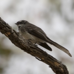 Rhipidura albiscapa (Grey Fantail) at Michelago, NSW - 12 Oct 2018 by Illilanga