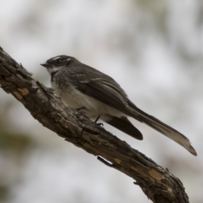 Rhipidura albiscapa (Grey Fantail) at Illilanga & Baroona - 12 Oct 2018 by Illilanga