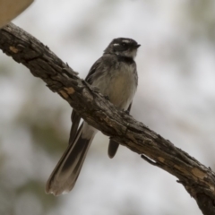 Rhipidura albiscapa at Michelago, NSW - 13 Oct 2018 10:24 AM