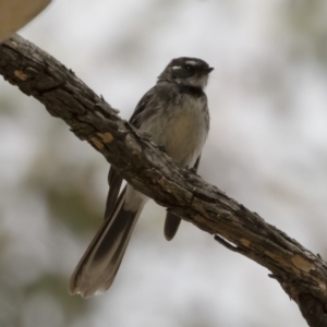 Rhipidura albiscapa at Michelago, NSW - 13 Oct 2018