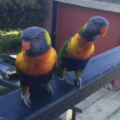 Trichoglossus moluccanus (Rainbow Lorikeet) at Tathra, NSW - 4 Oct 2016 by Illilanga