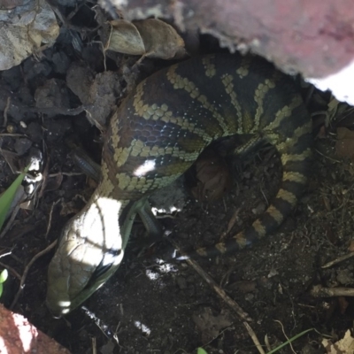 Tiliqua scincoides scincoides (Eastern Blue-tongue) at Tathra, NSW - 2 Oct 2016 by Illilanga