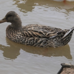 Anas platyrhynchos at Watson, ACT - 17 Sep 2019