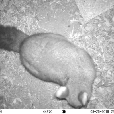 Trichosurus vulpecula (Common Brushtail Possum) at Acton, ACT - 25 Aug 2019 by Jeffrey