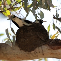 Grallina cyanoleuca (Magpie-lark) at Ainslie, ACT - 13 Sep 2019 by jb2602