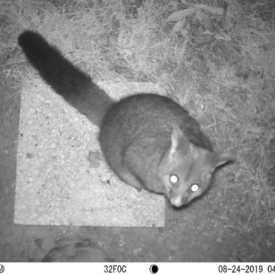 Trichosurus vulpecula (Common Brushtail Possum) at Australian National University - 23 Aug 2019 by Moonlight28