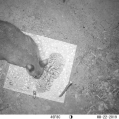 Trichosurus vulpecula (Common Brushtail Possum) at Acton, ACT - 22 Aug 2019 by christianpiton