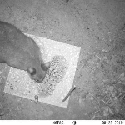 Trichosurus vulpecula (Common Brushtail Possum) at Acton, ACT - 22 Aug 2019 by christianpiton