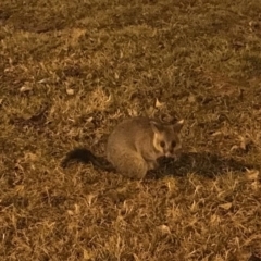 Trichosurus vulpecula (Common Brushtail Possum) at Acton, ACT - 31 Jul 2019 by AllenXu