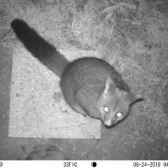 Trichosurus vulpecula (Common Brushtail Possum) at Acton, ACT - 24 Aug 2019 by ebonyt