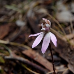 Caladenia fuscata (Dusky Fingers) at Hackett, ACT - 17 Sep 2019 by RobertD