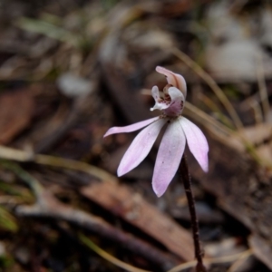 Caladenia fuscata at Hackett, ACT - suppressed