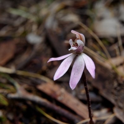 Caladenia fuscata (Dusky Fingers) at Hackett, ACT - 17 Sep 2019 by RobertD