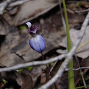 Cyanicula caerulea at Hackett, ACT - suppressed