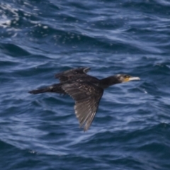 Phalacrocorax carbo (Great Cormorant) at Tathra, NSW - 17 Sep 2017 by Illilanga