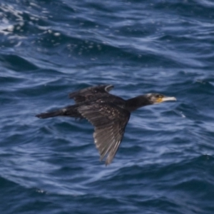 Phalacrocorax carbo at Tathra, NSW - 17 Sep 2017 10:54 AM