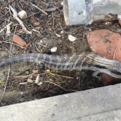 Tiliqua scincoides scincoides (Eastern Blue-tongue) at Tathra, NSW - 19 Sep 2017 by Illilanga