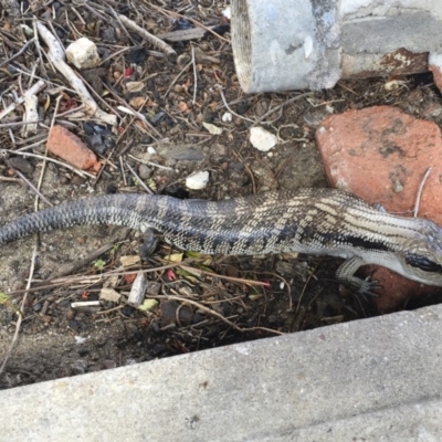 Tiliqua scincoides scincoides (Eastern Blue-tongue) at Tathra, NSW - 19 Sep 2017 by Illilanga