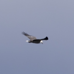 Haliaeetus leucogaster at Tathra, NSW - 16 Sep 2017