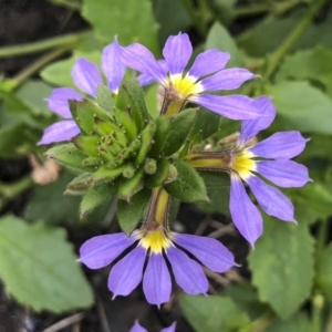 Scaevola aemula at Tathra, NSW - 18 Jan 2019 05:29 PM