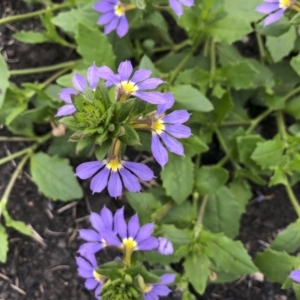 Scaevola aemula at Tathra, NSW - 18 Jan 2019 05:29 PM