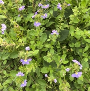 Scaevola aemula at Tathra, NSW - 18 Jan 2019