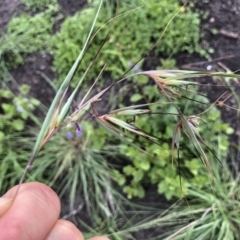 Themeda triandra (Kangaroo Grass) at Tathra, NSW - 18 Jan 2019 by Illilanga