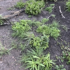 Themeda triandra at Tathra, NSW - 18 Jan 2019