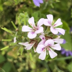 Pelargonium australe (Austral Stork's-bill) at Tathra, NSW - 18 Jan 2019 by Illilanga