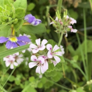 Pelargonium australe at Tathra, NSW - 18 Jan 2019