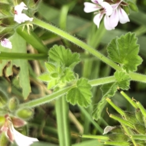Pelargonium australe at Tathra, NSW - 18 Jan 2019 05:34 PM