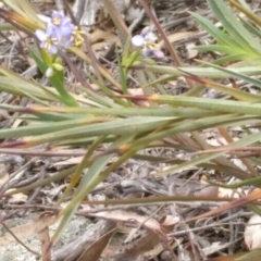 Stypandra glauca (Nodding Blue Lily) at Hackett, ACT - 16 Sep 2019 by MaartjeSevenster