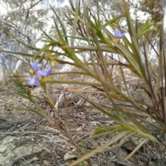 Stypandra glauca at Hackett, ACT - 16 Sep 2019