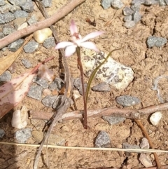 Caladenia fuscata (Dusky Fingers) at Hackett, ACT - 16 Sep 2019 by MaartjeSevenster