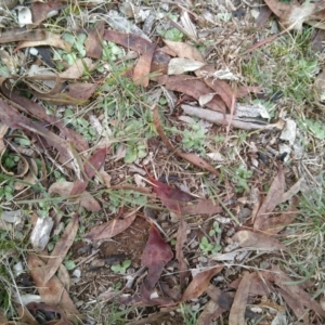 Diplodium sp. at Gundaroo, NSW - suppressed